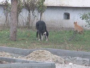 MAIDANEZII, STĂPÂNII BUZĂULUI. SINGURUL ANGAJAT DE LA ECARISAJ E ÎN CONCEDIU PÂNĂ LA ANUL