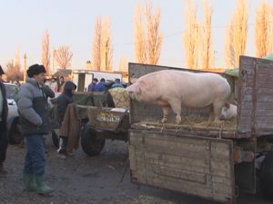 PORCI MULŢI, CLIENŢI PUŢINI. MULŢI CRESCĂTORI AU PLECAT CU MARFA ÎNAPOI ACASĂ