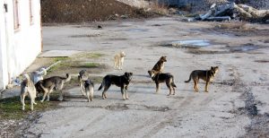 BUZĂUL, ORAŞUL MAIDANEZILOR