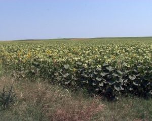 AGRICULTURA ÎN PERICOL. SECETA PEDOLOGICĂ ŞI CEA ATMOSFERICĂ AMENINŢĂ RECOLTELE