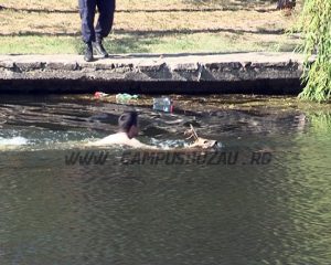 VIDEO: CĂPRIOR SALVAT DIN HELEȘTEU.
