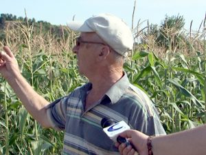 CULTURI DE PORUMB DISTRUSE, LA VERNEŞTI. MISTREŢII AU FĂCUT PAGUBE PE SUPRAFEŢE URIAŞE