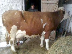 SUSPICIUNI NECONFIRMATE. DE CE NU ESTE ACCEPTAT VACCINUL ANTI „LIMBA ALBASTRĂ”?