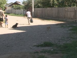 BUZOIENII RECLAMĂ, MAIDANEZII SE ÎNMULŢESC. PADOCUL ESTE PLIN, ECARISAJUL ARE MÂINILE LEGATE