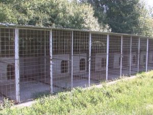 BUZĂUL E PLIN DE CÂINI, PADOCUL E GOL! BURADA: „NU SE MERITĂ SĂ CHELTUIM ATÎŢIA BANI CU CÂINII”