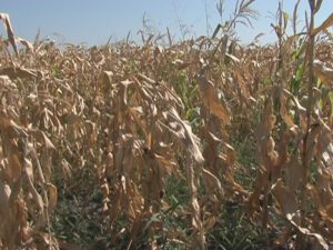 CULTURI ARSE. SOARELE MISTUIE RECOLTELE DE FLOARE ŞI PORUMB