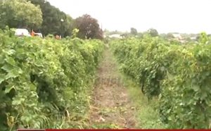 UN AN CU VIN BUN. SECETA PRELUNGITĂ A DAT DULCEAŢĂ STRUGURILOR