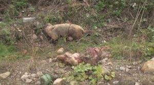 TEROARE PRODUSĂ DE URŞI LA LOPĂTARI. MAI MULŢI URŞI OMOARĂ ANIMALELE DIN CURŢILE LOCALNICILOR