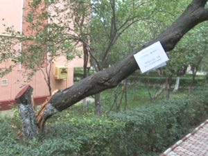 UN COPAC PERICULOS. RISCĂ SĂ CADĂ ÎN CAPUL TRECĂTORILOR