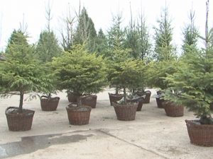 DIRECŢIA SILVICĂ VINDE BRĂDUŢI ÎN COŞ. PREŢURILE PORNESC DE LA 53 LEI - BRADUL PLUS 22 LEI - COŞUL