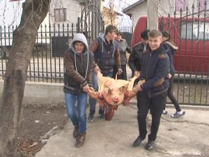 PORC CADOU PENTRU O FAMILIE NEVOIAŞĂ. UN GOSPODAR DIN PADINA A FERICIT, AZI, ŞASE COPII
