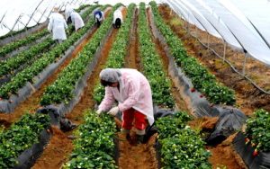 1000-1200 DE EURO PENTRU CĂPŞUNARI. DORITORII TREBUIE SĂ SE ÎNSCRIE LA AJOFM