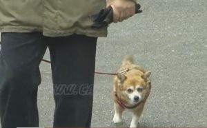 S-A OPRIT VACCINAREA ŞI MICROCIPAREA CÂINILOR, DE CÂND PROPRIETARII TREBUIE SĂ DEA BANI DIN BUZUNAR