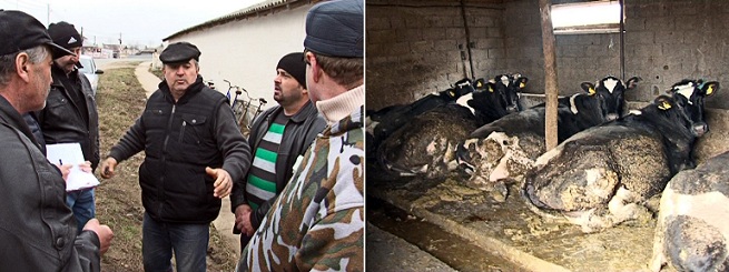 COLECTORUL DE LAPTE A FUGIT CU BANII. PĂŢANIE A FERMIERILOR DIN PADINA