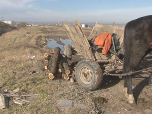 PRINŞI LA FURAT DE LEMNE. MAI MULŢI CETĂŢENI TĂIAU COPACII DIN JURUL DIGULUI