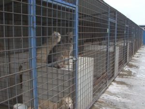 VETERINARII NU MAI EUTANASIAZĂ MAIDANEZI. LE E TEAMĂ SĂ N-O PĂŢEASCĂ, ÎN CIUDA VENITULUI ATRACTIV