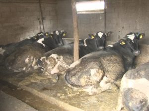 CONTROALE ÎN FERME ŞI LA PROCESATORII DE LAPTE. INSPECTORII AU DESCOPERIT PRIMELE NEREGULI