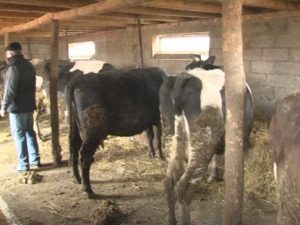 „N-AM DAT NICIO ŢEAPĂ, N-AM FUGIT!” COLECTORUL DE LAPTE DIN PADINA SE APĂRĂ