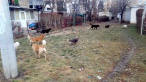 BÂRLĂ: „NU AVEM CE FACE”. CÂINII MAIDANEZI, STĂPÂNII ORAŞULUI