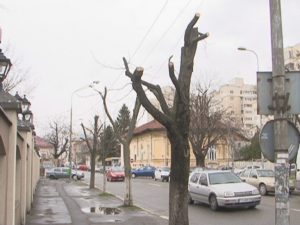 COPACII NU SE TAIE, SE TOALETEAZĂ. SE VIZEAZĂ ÎNSĂNĂTOŞIREA COPACILOR