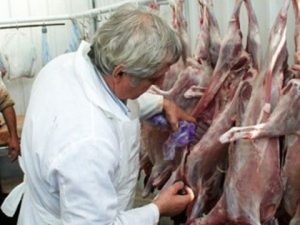 CONTROL NAŢIONAL. STRUCTURILE TERITORIALE ANSVSA CAUTĂ E.COLI