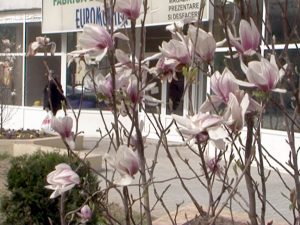 BUZĂUL, ORAŞUL MAGNOLIILOR. URBIS A PLANTAT DEJA MAI MULŢI ARBUŞTI ORNAMENTALI