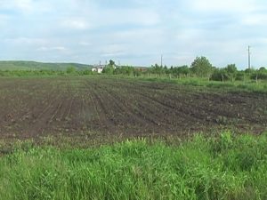 ÎNGRIJORARE PENTRU AGRICULTORI. PLOILE INSISTENTE POT INFLUENŢA NEGATIV RECOLTELE VIITOARE