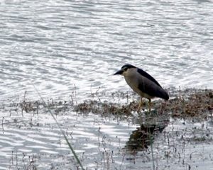 CONTROVERSĂ PE LAC. CÂND ŞI CÂT STUF TREBUIE TĂIAT