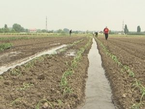VREMEA CAPRICIOASĂ A AFECTAT LEGUMICULTURA. PRODUCŢIILE SUNT ÎNTÂRZIATE CU 3 SĂPTĂMÂNI