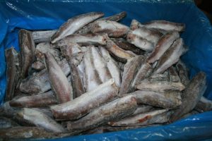 PEŞTE PARAZITAT, ŞI LA BUZĂU. 200 DE KILOGRAME AU FOST DEPISTATE LA RM. SĂRAT