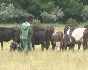 PERICOL DE PESTA PORCINĂ. ATENŢIONARE PENTRU CRESCĂTORII DE ANIMALE ŞI PENTRU VETERINARI