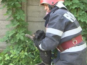 MISIUNE GREA PENTRU POMPIERI. AU SALVAT DOI CÂINI DINTR-UN CANAL