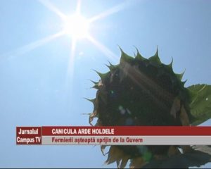 CANICULA ARDE HOLDELE. FERMIERII AŞTEAPTĂ SPRIJIN DE LA GUVERN