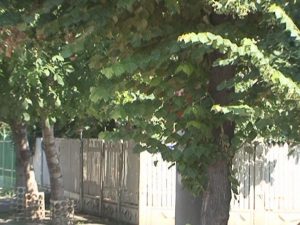 PERICOL ÎN TRAFIC. SEMNE RUTIERE  ASCUNSE ÎNTRE CRENGILE COPACILOR