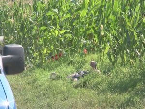 BĂRBAT ÎNECAT ÎN IAZ LA TĂBĂRĂŞTI. SE PARE CĂ A FĂCUT STOP CARDIAC