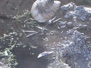 MII DE PEŞTI MORŢI PE CĂLMĂŢUI. DEZASTRUL ECOLOGIC, ÎN ATENŢIA AUTORITĂŢILOR.