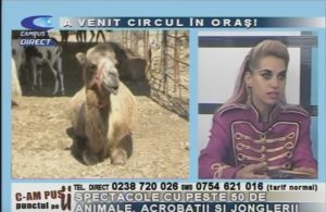 A VENIT CIRCUL ÎN ORAŞ! SPECTACOLE CU PESTE 50 DE ANIMALE, ACROBAŢII ŞI JONGLERII
