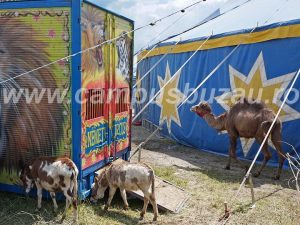 POFTIŢI LA CIRCUL NEMETH! SPECTACOLE ORGANIZATE PÂNĂ DUMINICĂ, 18 SEPTEMBRIE