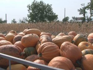 ZILELE DOVLEACULUI. TREI ZILE DE SĂRBĂTOARE LA POŞTA CÂLNĂU
