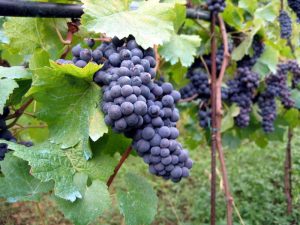 TOAMNA ADUCE VIN BUN ŞI DIN BELŞUG. PRODUCĂTORII SPERĂ CĂ ÎN ACEST AN VOR DA LOVITURA