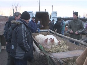 VERIFICAŢI CARNEA DE PORC ÎNAINTE DE CONSUM! EXAMENUL TRICHINELOSCOPIC, DE LA 10 LEI