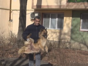 A REÎNCEPUT OPERAŢIUNEA DE STRÂNGERE A CÂINILOR FĂRĂ STĂPÂN. CURG RECLAMAŢIILE DE LA CETĂŢENI