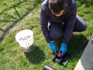 RER ECOLOGIC SERVICE BUZĂU ANUNŢĂ PROGRAMUL DE DERATIZARE