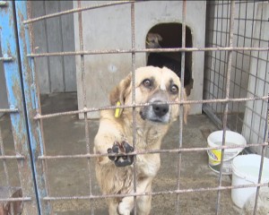 PORŢI DESCHISE LA PADOC. DE ZIUA INTERNAŢIONALĂ A ANIMALELOR FĂRĂ STĂPÂN