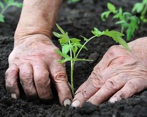 VREMEA CAPRICIOASĂ AFECTEAZĂ LEGUMICULTURA. PRODUCŢIILE VOR FI MULT ÎNTÂRZIATE