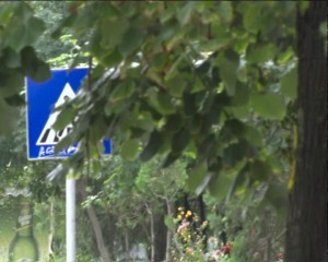 ÎN CĂUTAREA INDICATOARELOR. SEMNELE DE CIRCULAŢIE, ASCUNSE ÎN COPACI