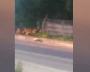 PORCII MISTREŢI AU INVADAT BUZĂUL. O TURMĂ A STRĂBĂTUL STRADA FRĂSINET