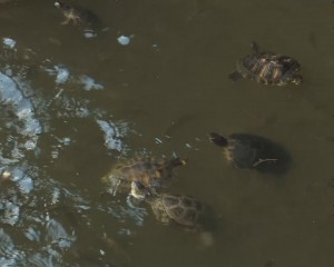 INVAZIE DE BROAŞTE ŢESTOASE ÎN PARCUL TINERETULUI. BUZOIENII SUNT UIMIŢI