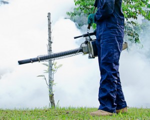 PROGRAM DE DEZINSECŢIE. DEZINSECŢIA ÎN PARCURI SE VA FACE SĂPTĂMÂNAL