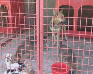 SALVAŢI VIAŢA UNUI CĂŢELUŞ! DUPĂ 14 ZILE DE LA CAPTURARE, CÂINII DIN ADĂPOST SUNT EUTANASIAŢI